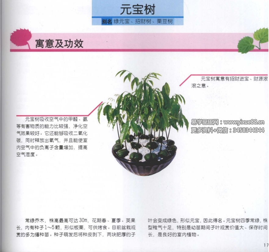 图片[7]-刘海涛《居家风水植物》96页-真传国学