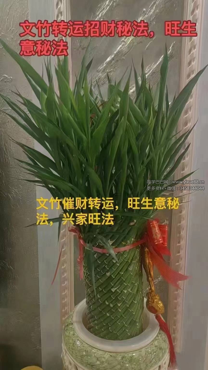 图片[3]-法威老师 马公宣威文竹转变法 第一期-真传国学